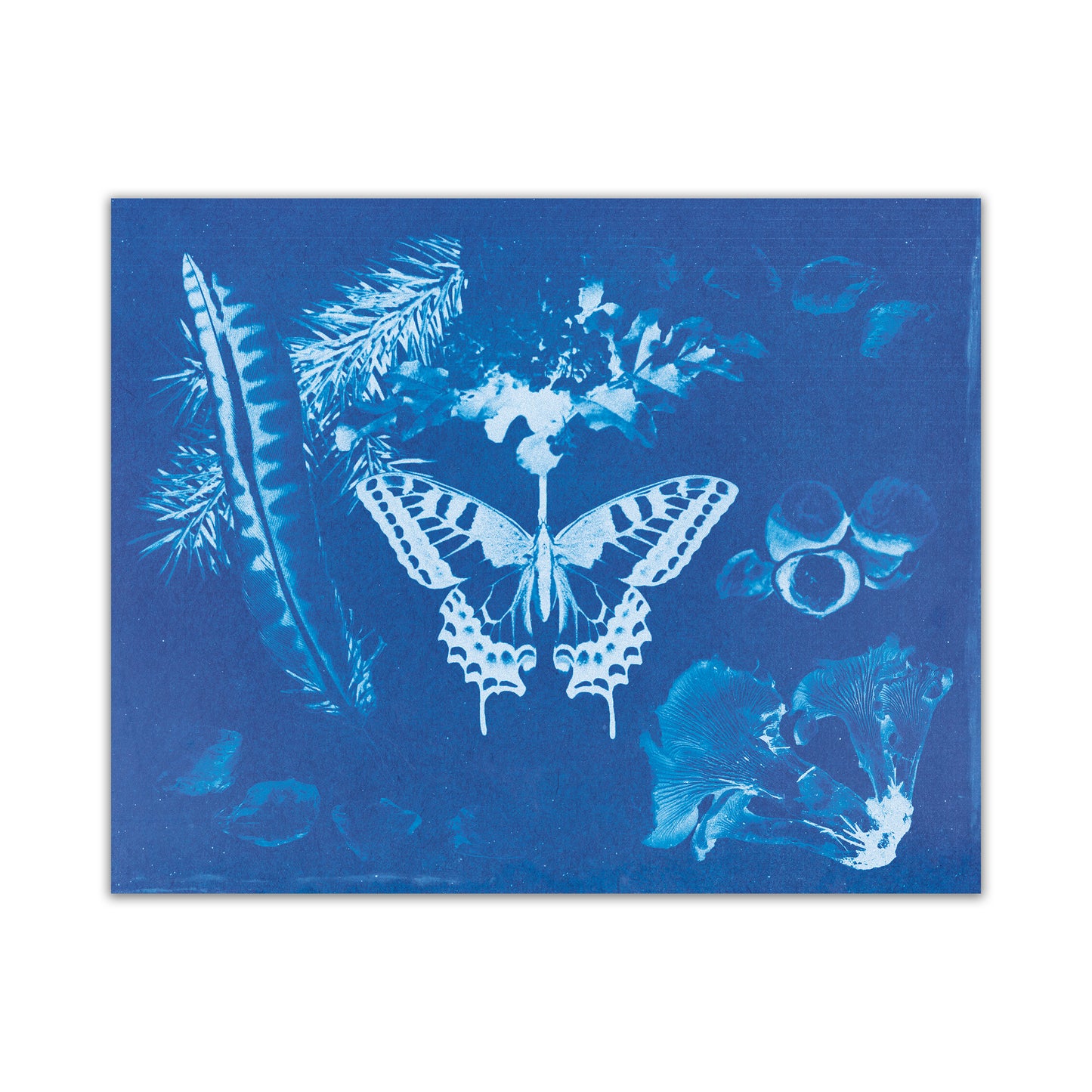 OR Cyanotype Print