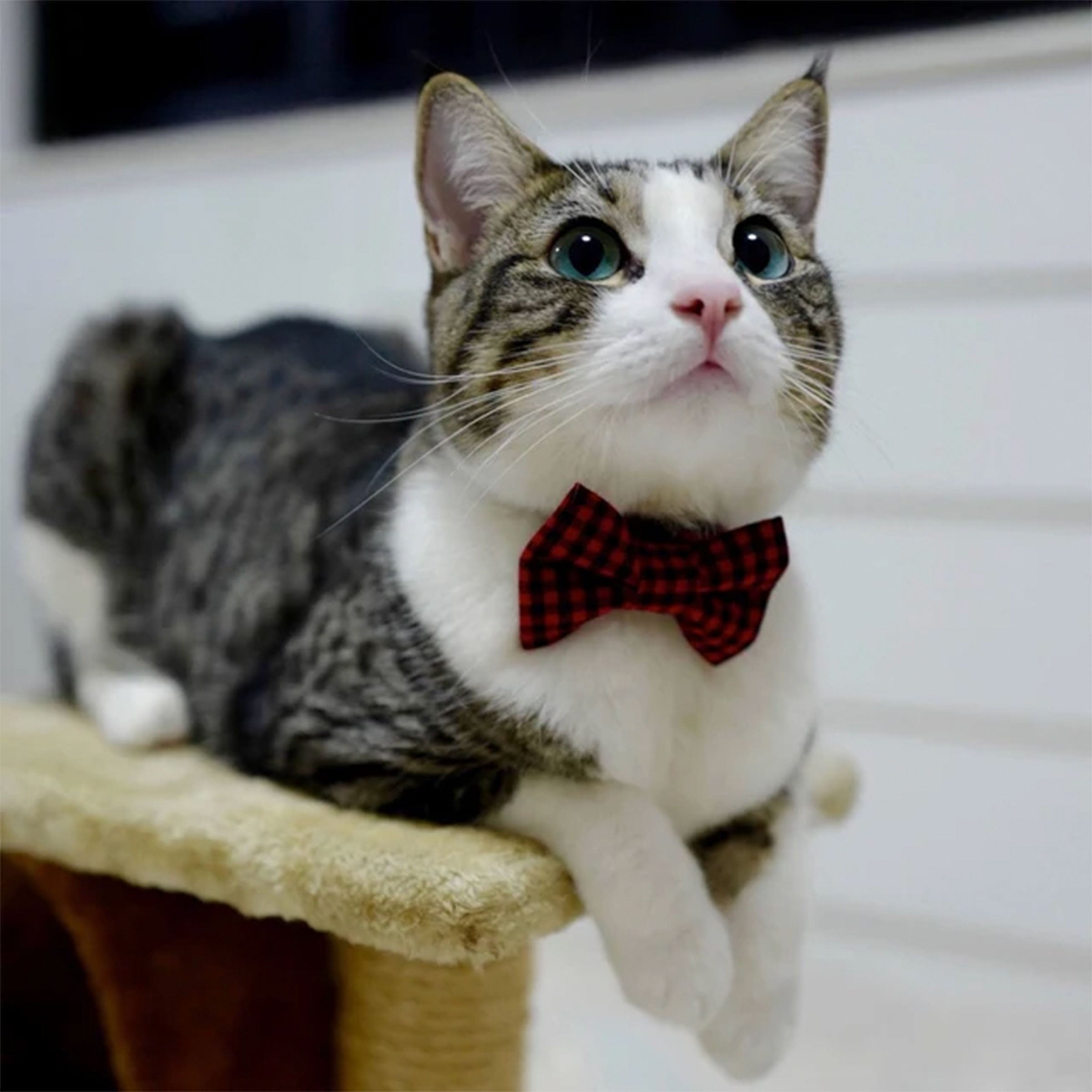 Kitty bow hot sale ties